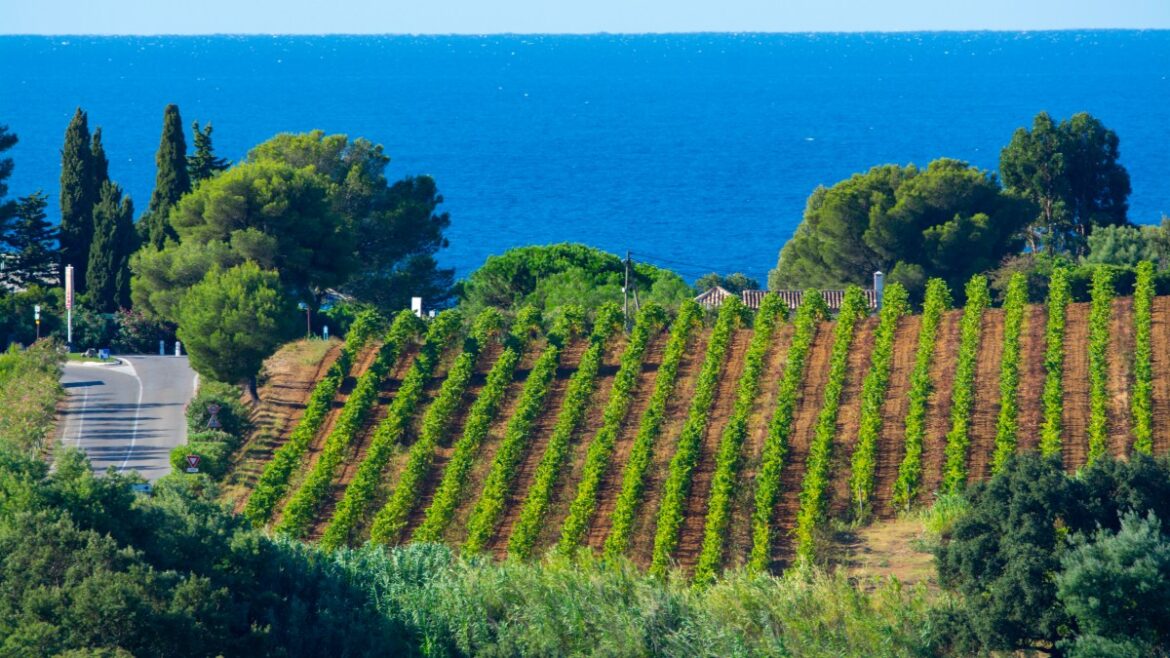 Rosé has peaked, say French wine makers as focus shifts to white Rosé has peaked, say French wine makers as focus shifts to white