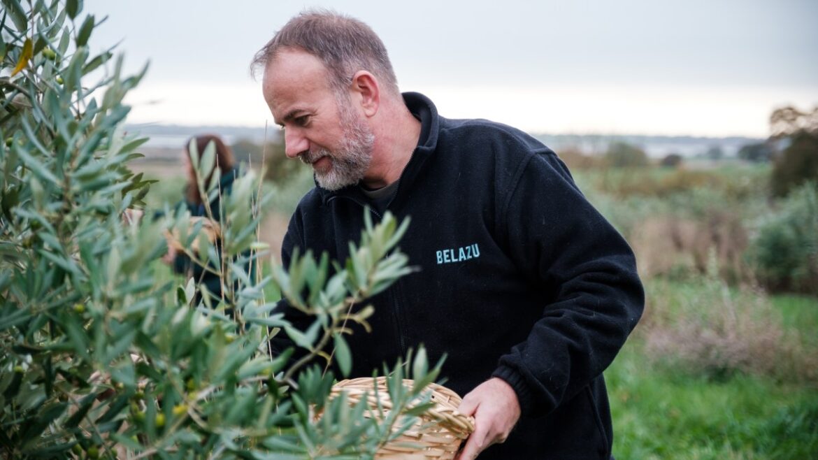Essex olives flourish in baking summer heatwaves