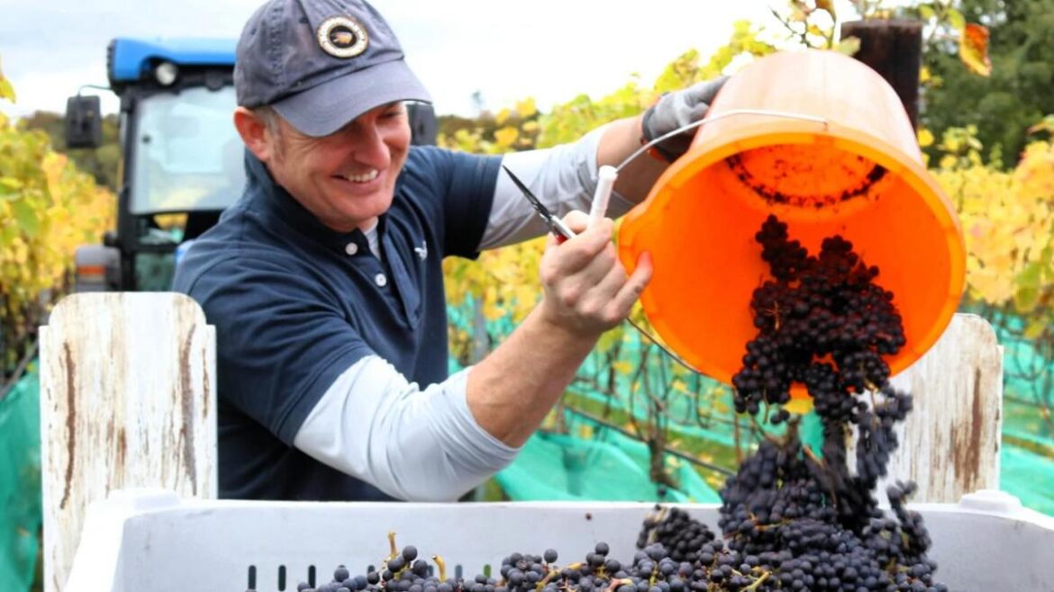 Santé, babes! French vintners raise a toast to Essex wines Santé, babes! French vintners raise a toast to Essex wines