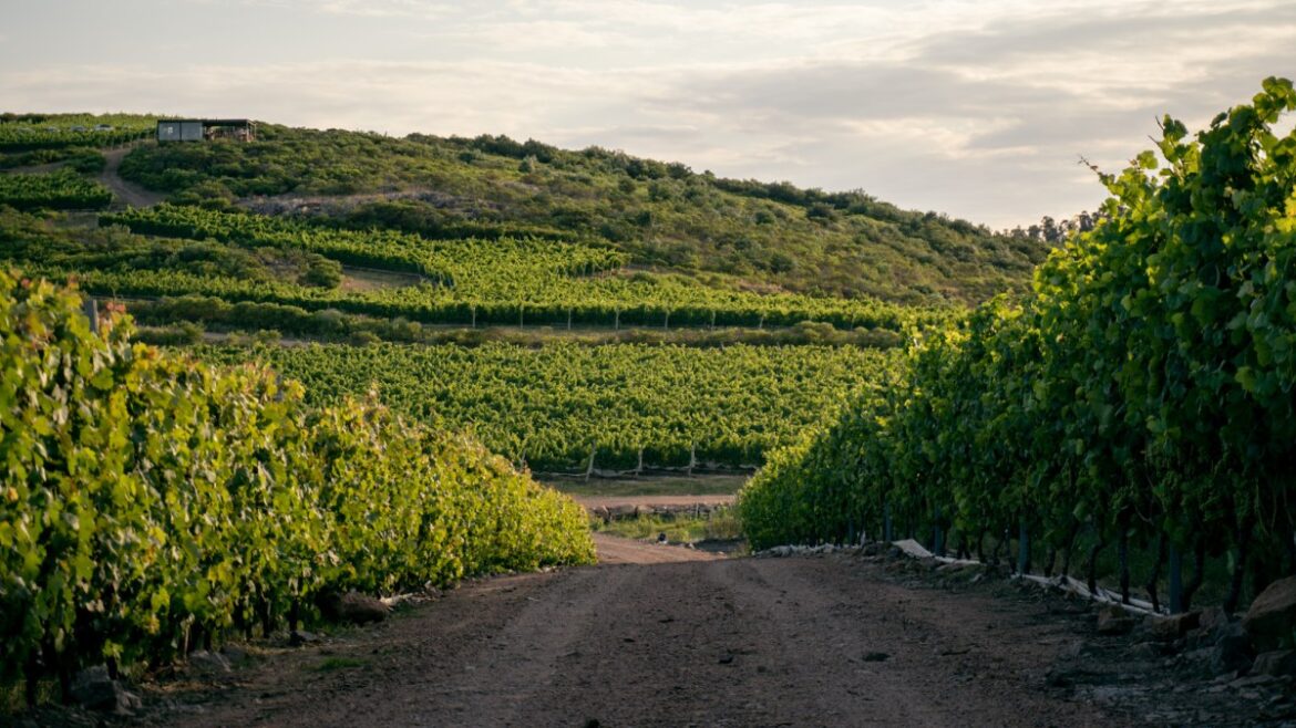 I’ve found South America’s secret wine paradise I’ve found South America’s secret wine paradise