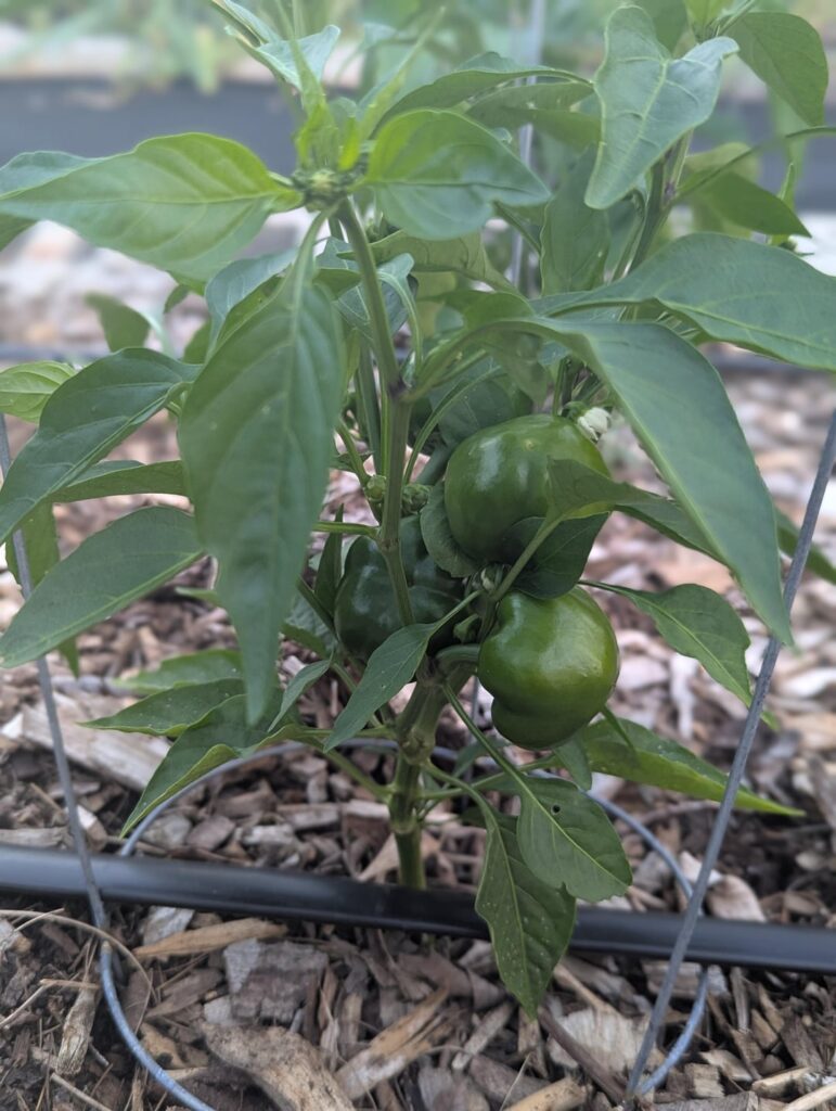 Wife forgot what she planted