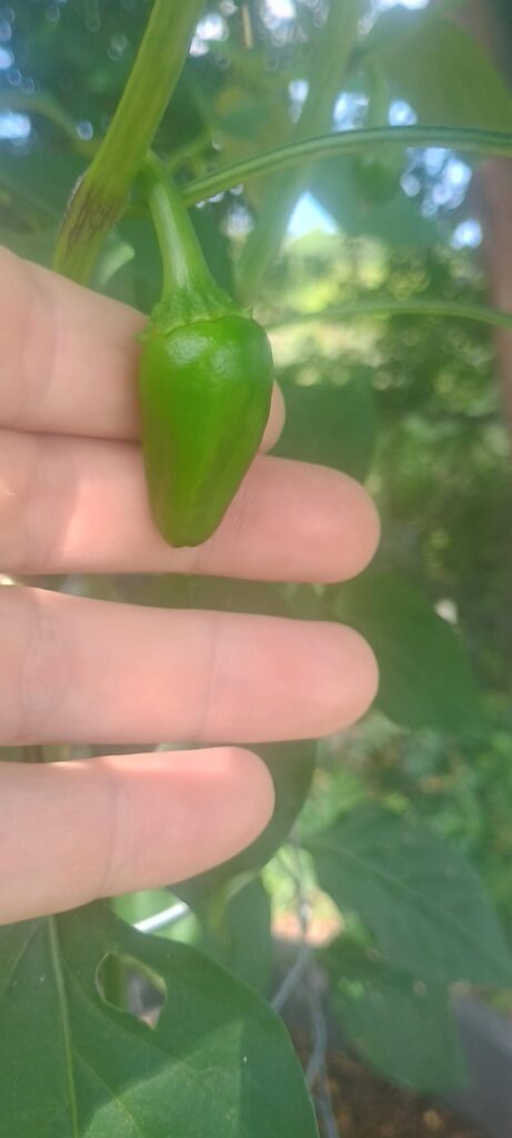 I fear I've been Pepper Joe'd