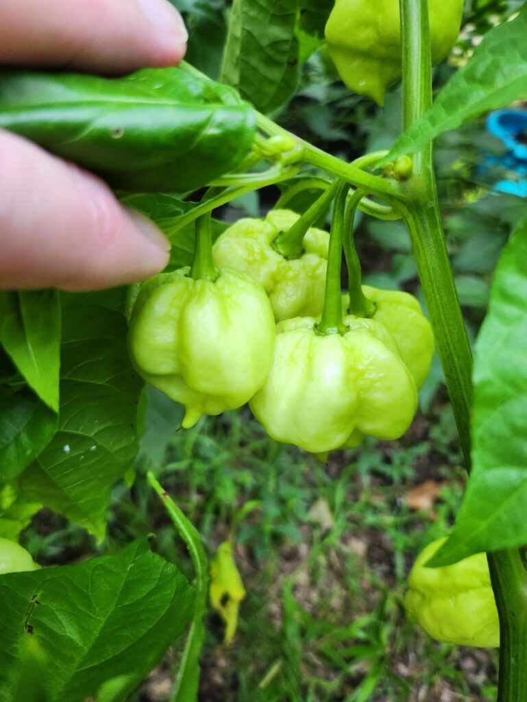 White carolina reapers?