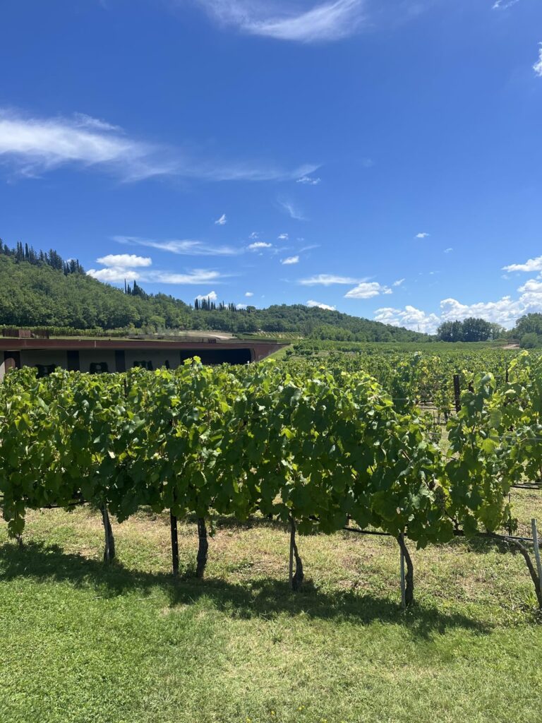 Visiting Antinori nel Chianti Classico