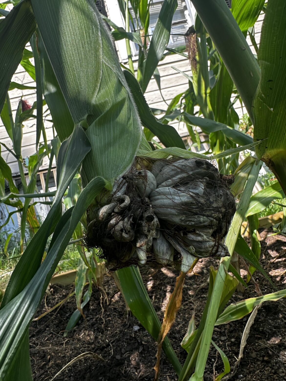 What the hell is this?!