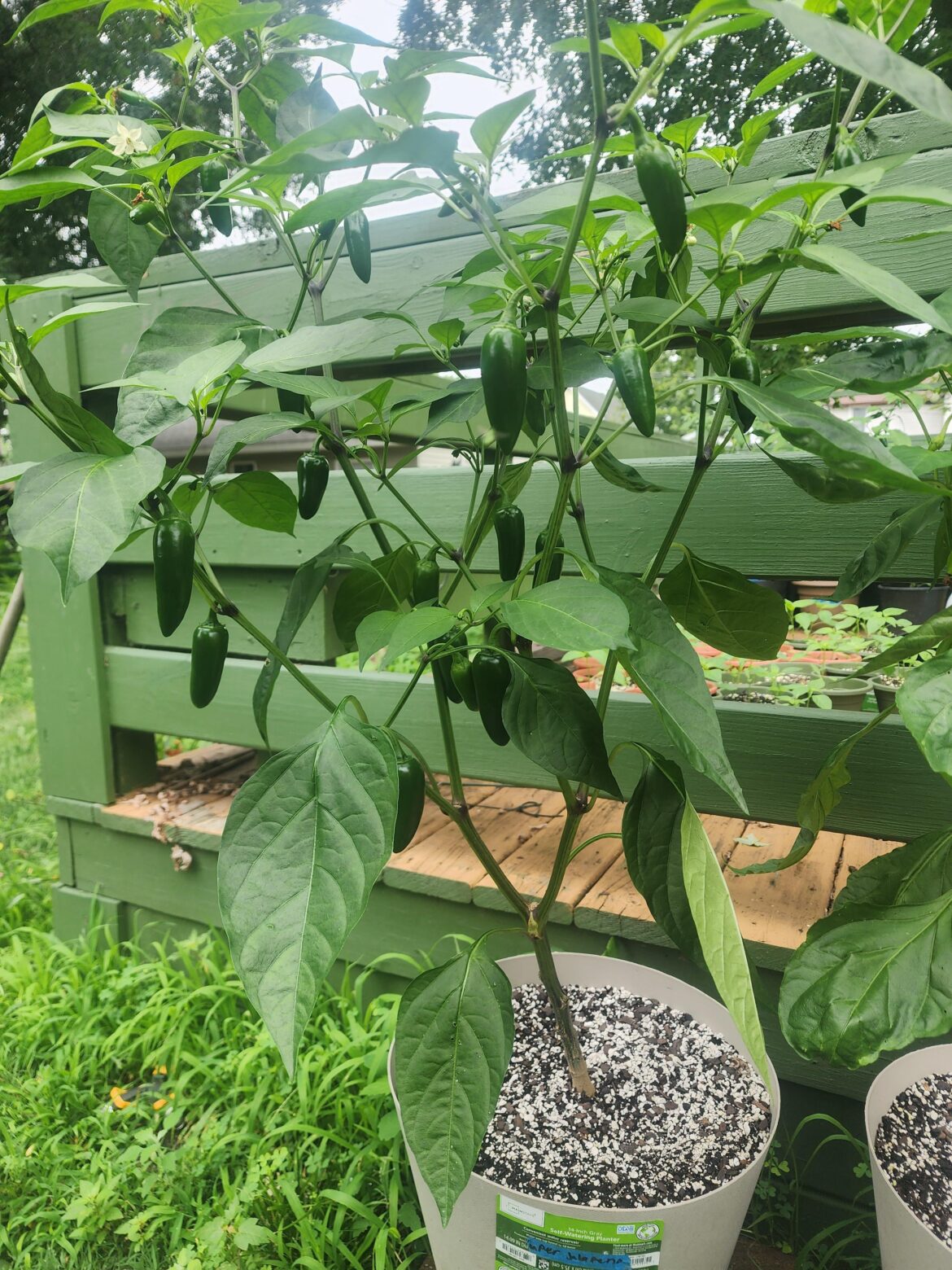 Jalapenos looking good!