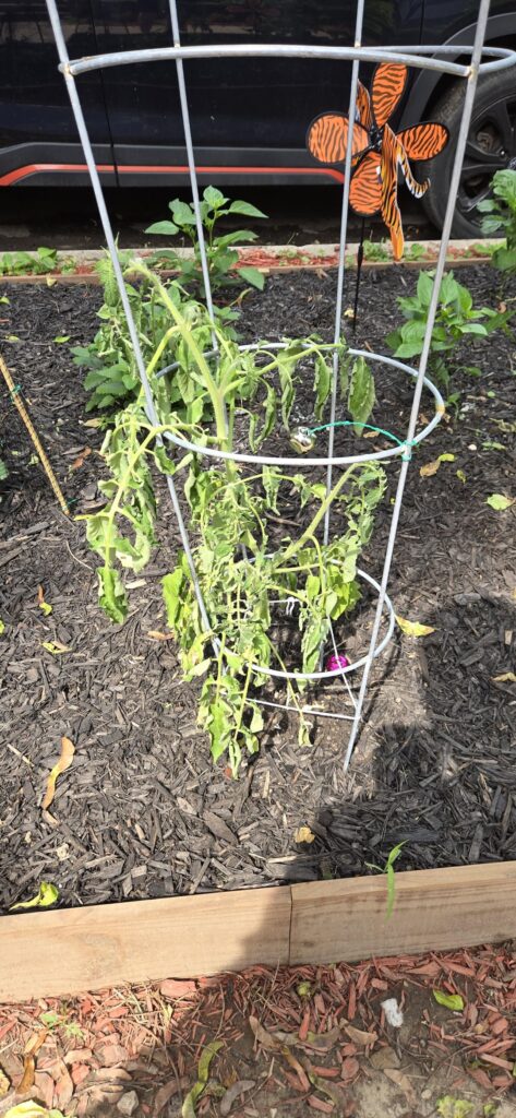 One of my tomato plants just... gave up?