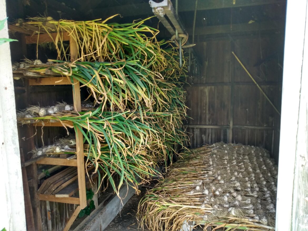 Garlic harvest complete.