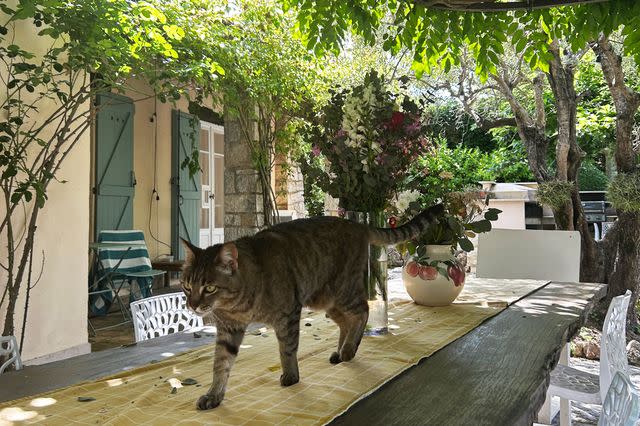 Karen Yuan/Travel + Leisure Lulu the house cat.