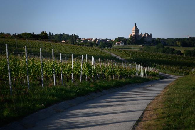 Vineyards near Vufflens-le-Château, Switzerland, on May 27, 2020.