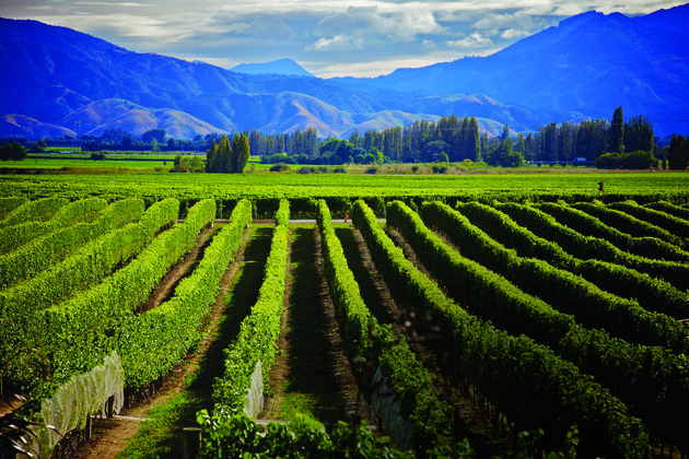 New Zealand to celebrate 30 years of ‘sustainable winegrowing’ New Zealand to celebrate 30 years of 'sustainable winegrowing'