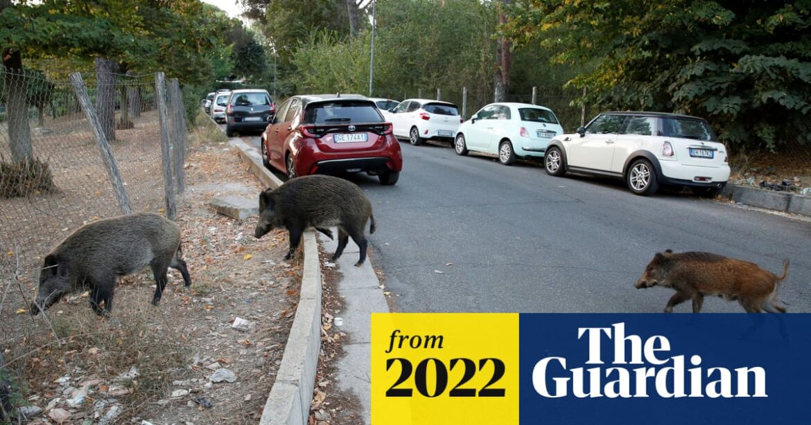 Picnics banned in Rome in effort to combat wild boar incursions | Italy Picnics banned in Rome in effort to combat wild boar incursions | Italy