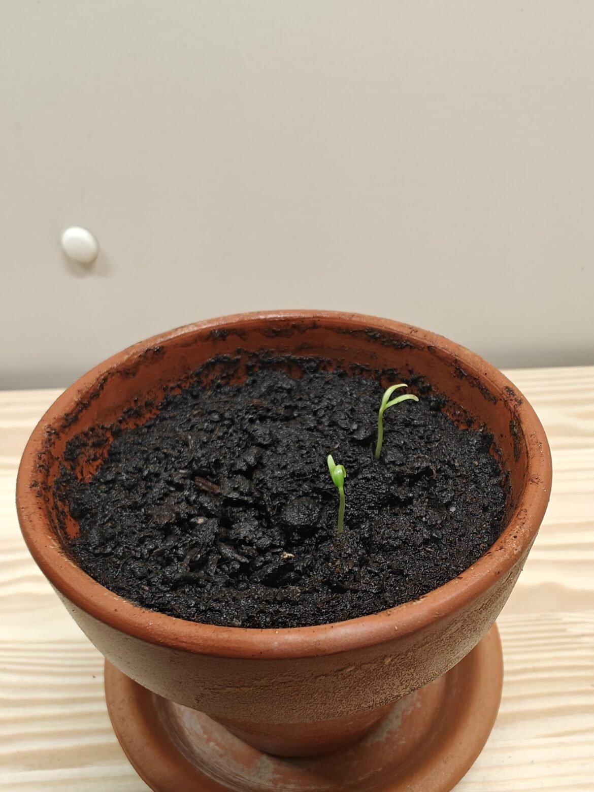 My Habanero has finally sprouted. I'm beyond excited
