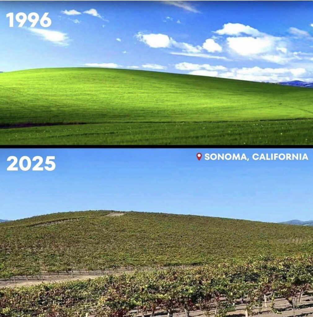Does anyone know who currently owns the famous Windows XP hill vineyard? Can I buy Windows XP wallpaper wine?