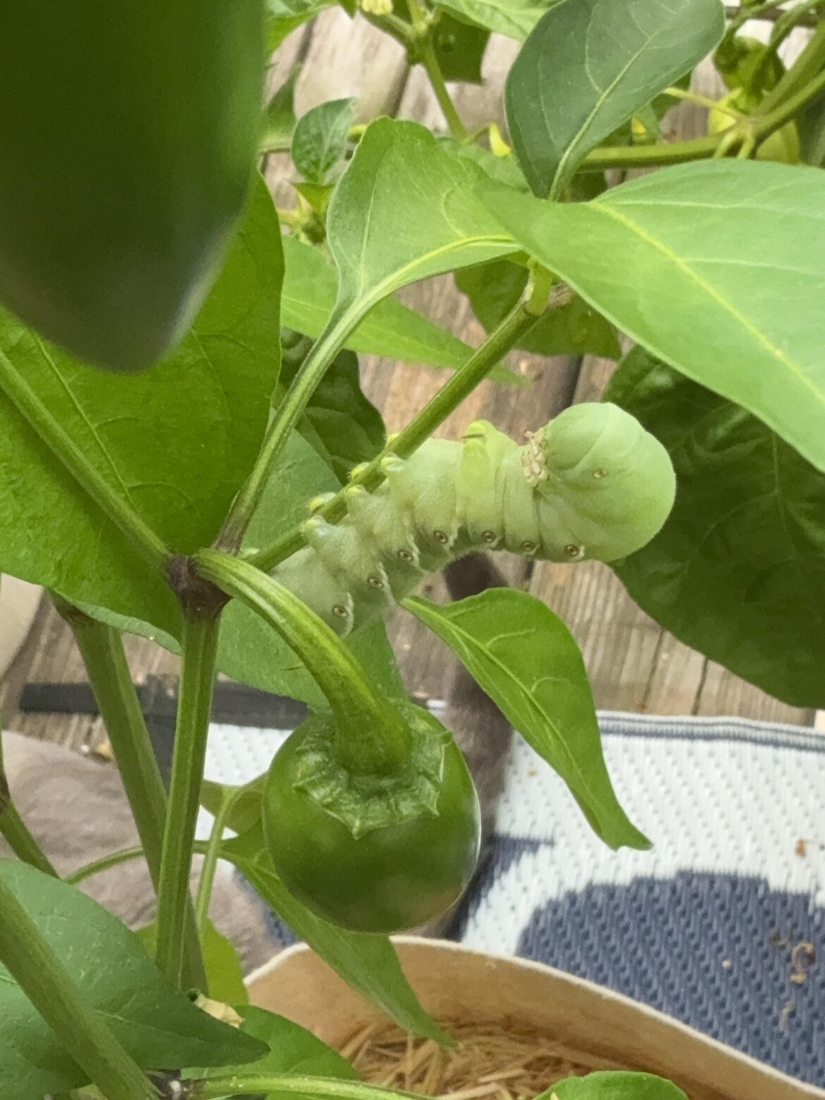 HOW DO I KNOW IF THERE ARE MORE/EGGS