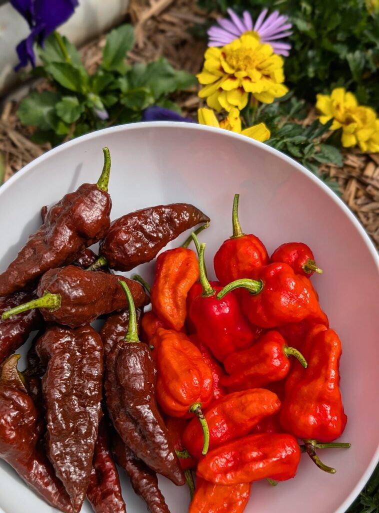 When the Bhut Jolokia's don’t know when to quit 😏 Choc & Red Ghosts 👻 doing the most — and stacking up seeds like overachievers. 🔥🌶️💀