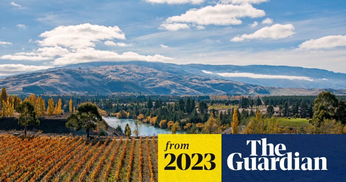 As the climate warms, New Zealand winemakers grapple with a changing landscape | New Zealand As the climate warms, New Zealand winemakers grapple with a changing landscape | New Zealand