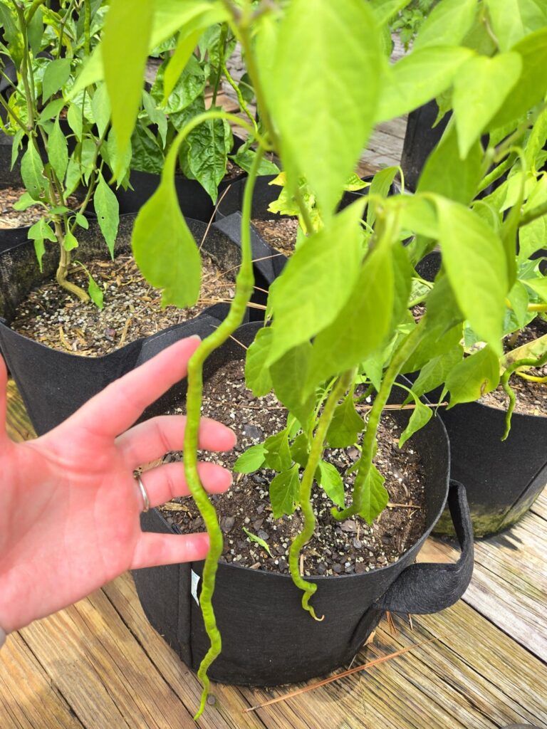 Thunder mountain longhorns