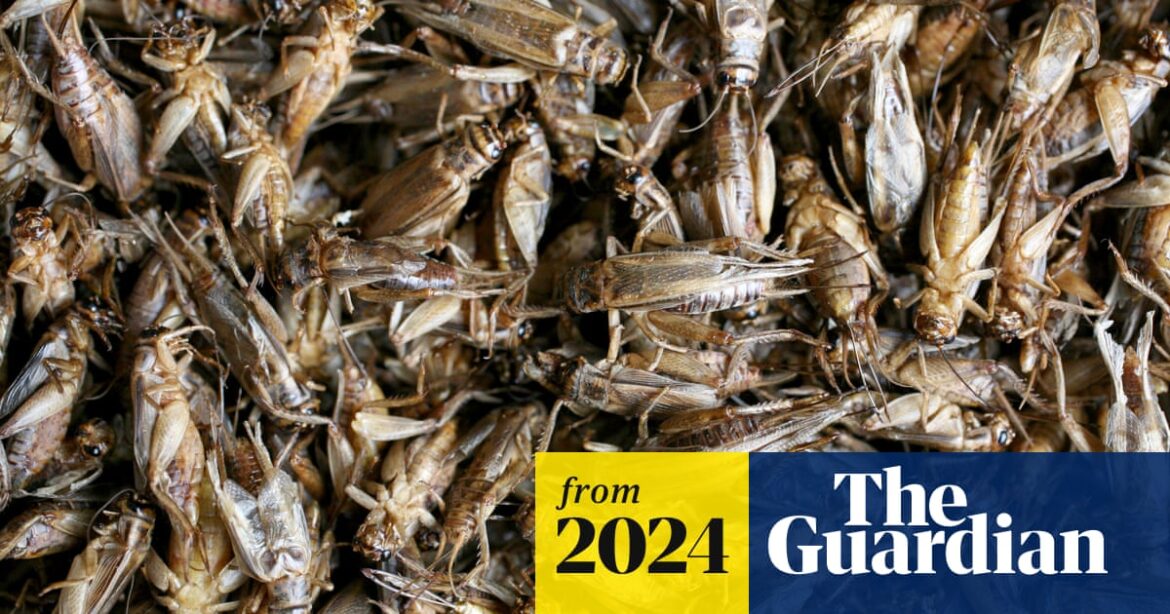 Yes, it is cricket: Italy gives go-ahead to insect flour for human use | Italy Yes, it is cricket: Italy gives go-ahead to insect flour for human use | Italy