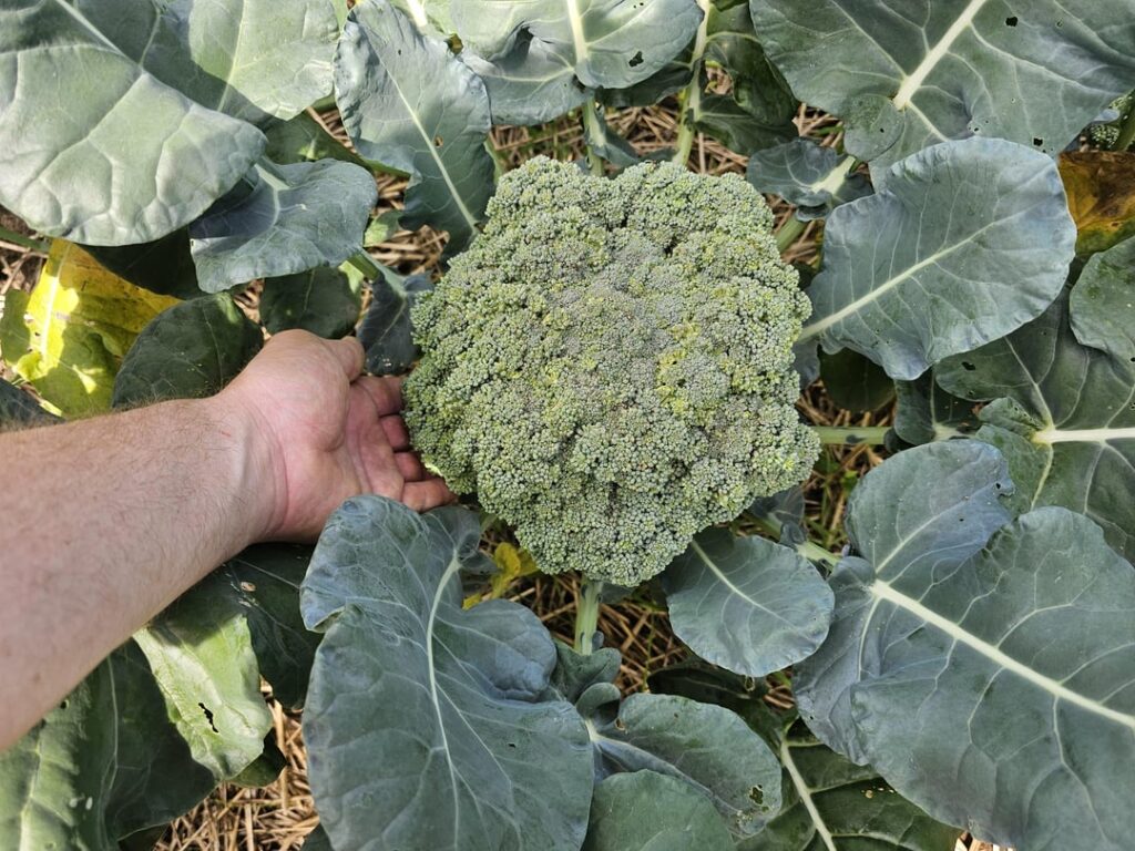 Grew some huge broccoli here in Pennsylvania this year! This one weighed in at 1lb 11oz!