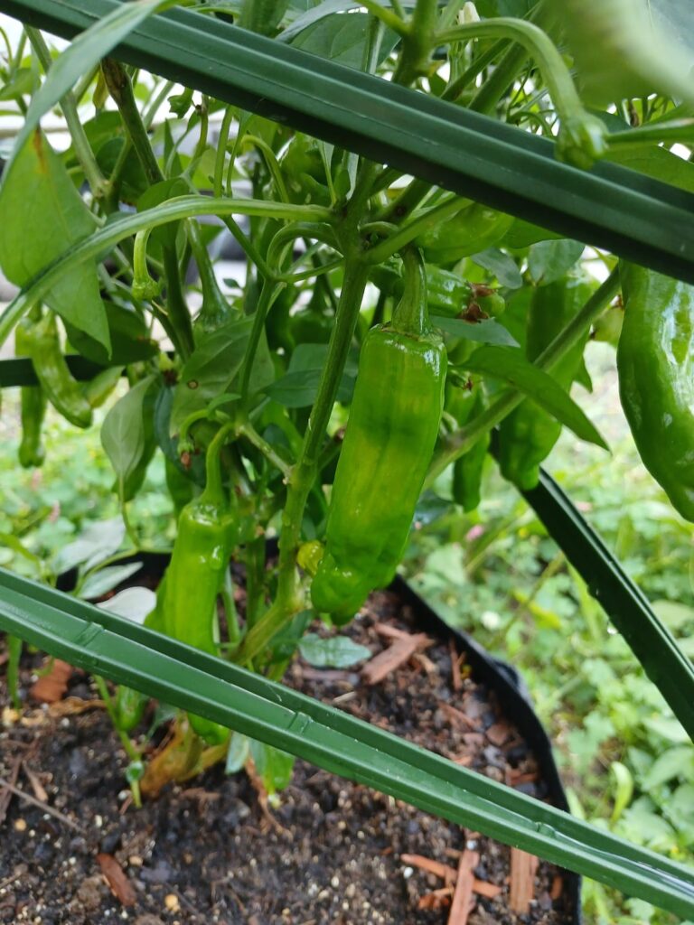 Shishito. Ready to pick or still growing?