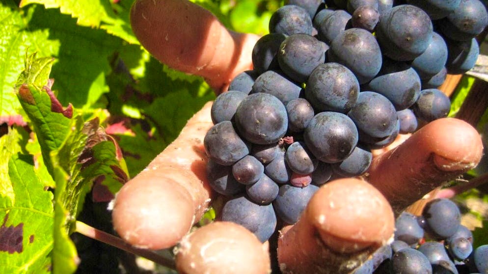 ARCHIVE - A harvest worker cuts red Pinot Noir grapes on September 21, 2010 in Vertus, Champagne, France. A court in the French wine-growing region of Champagne is expected to hand down its verdict on Monday in a trial concerning the exploitation of foreign harvest workers. Photo: Ulrike Koltermann/dpa