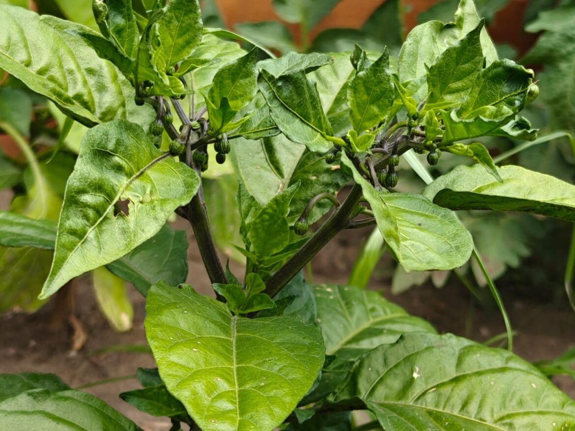 The reapers are starting to fruit!