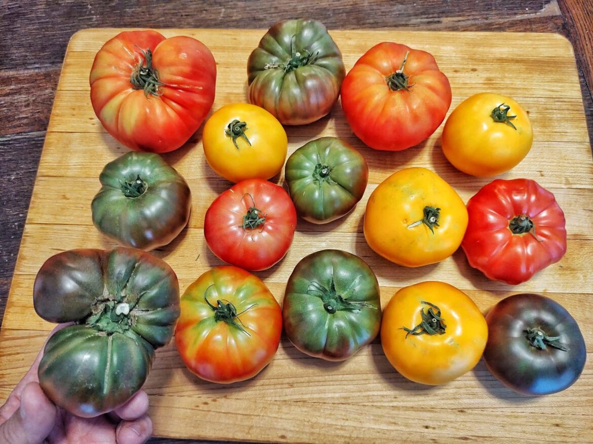 Heirloom tomatoes 🍅🍅🍅