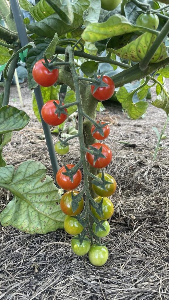 I'll try my cherry tomatoes soon.