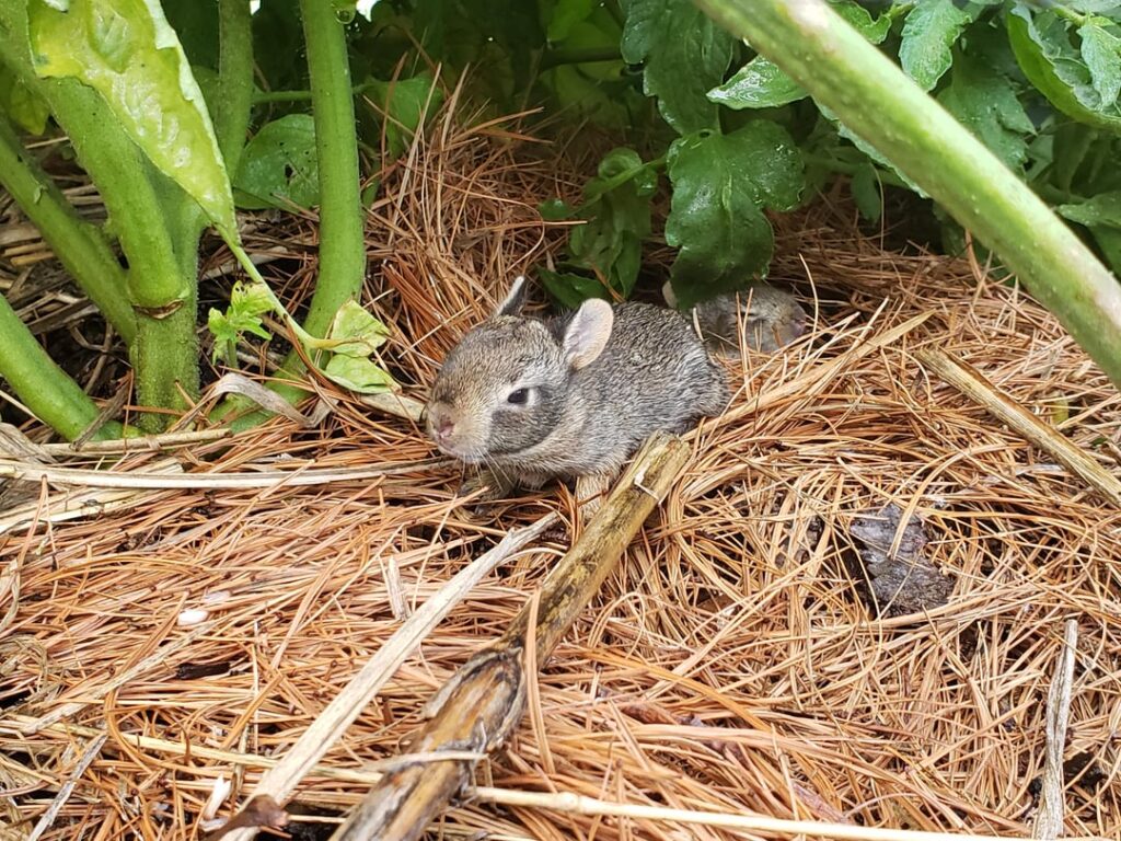 Apparently I'm also growing bunnies