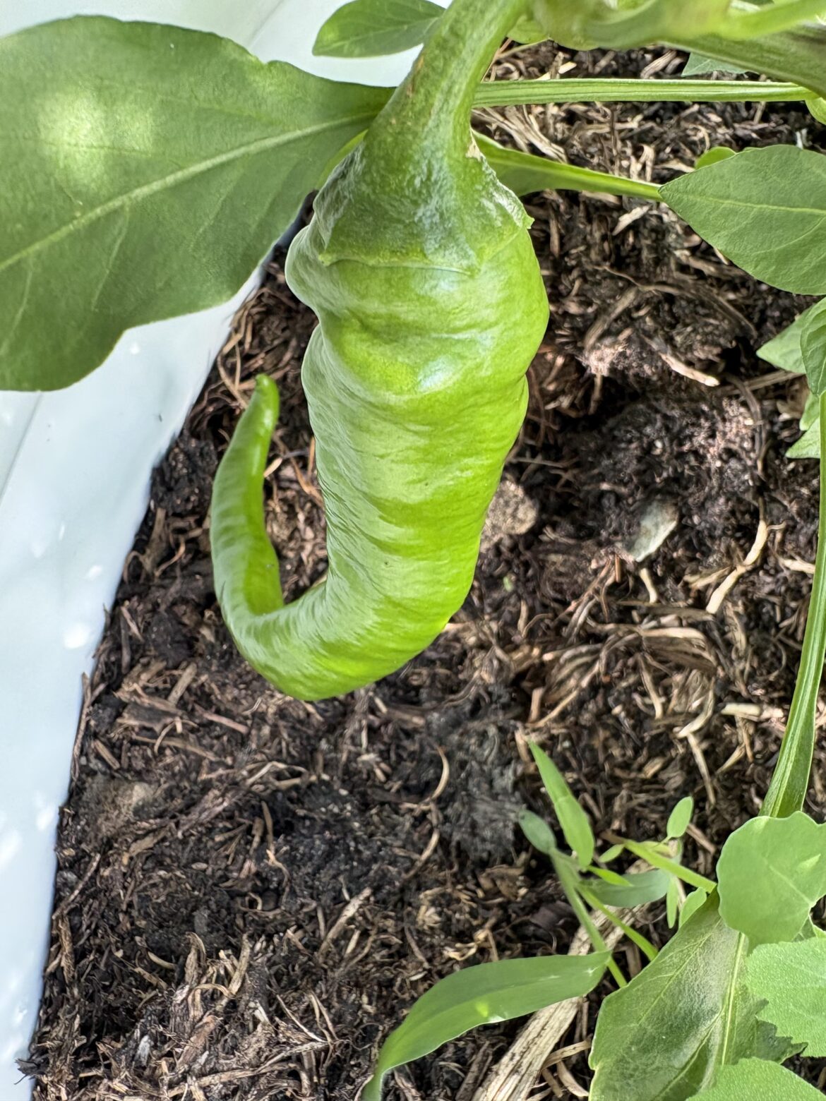 What kind of pepper is this?