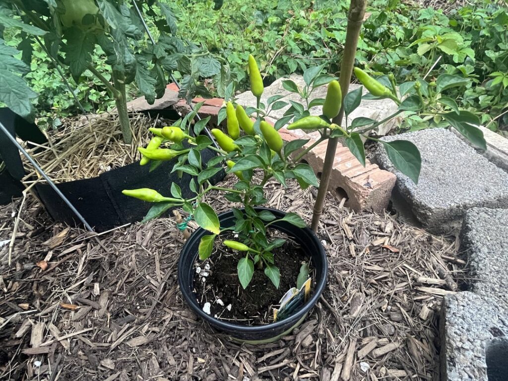 Jalapeños - take a few now?