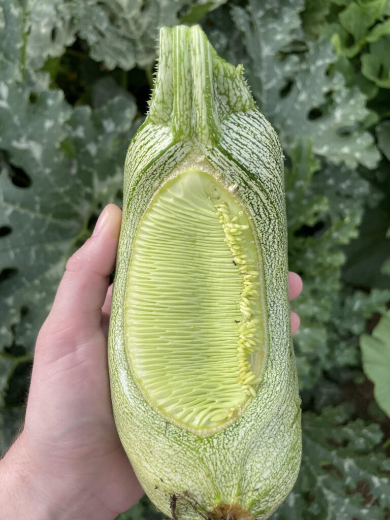 I picked this monstrosity today…what causes this?