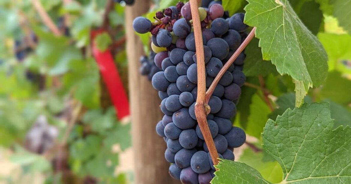 Study finds consumer openness to smoke-impacted wines, offering new market opportunities | Newsroom