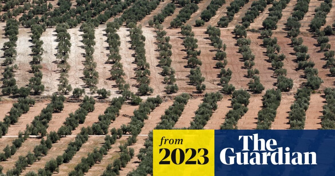 Europe’s olive oil supply running out after drought – and the odd hailstorm | Extreme weather