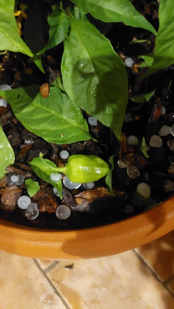 Luckily I was home to prevent worse ...