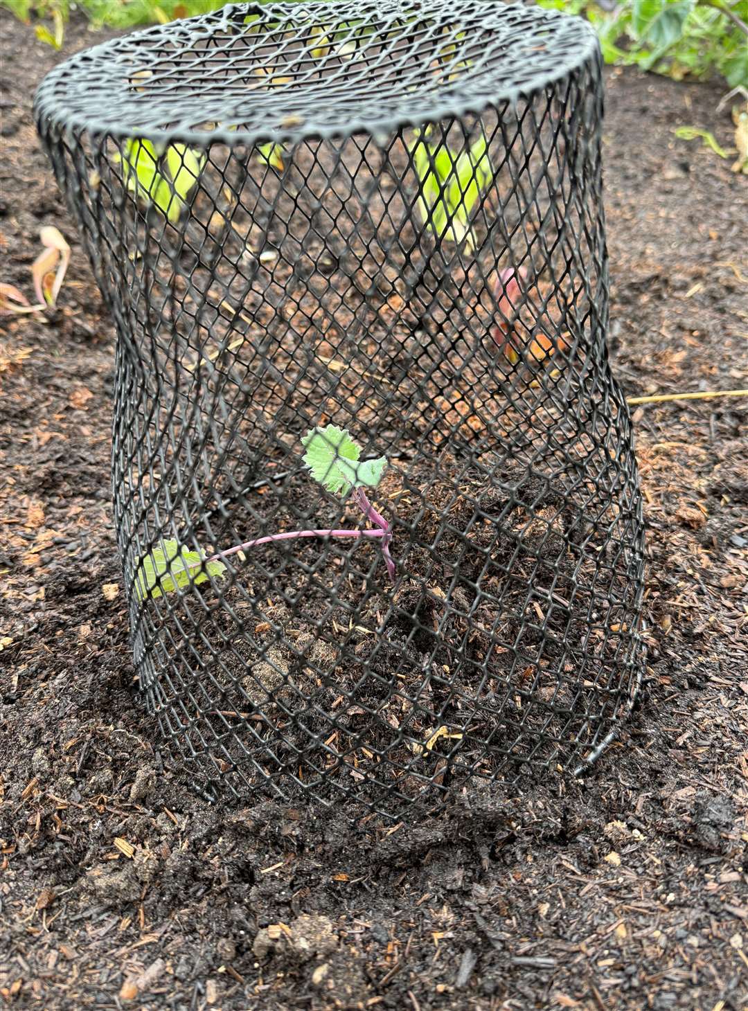 Planting some of his favourites ready for serving up at Christmas