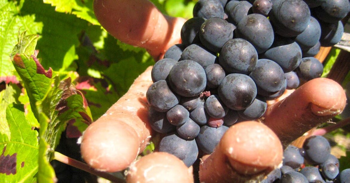 Prison sentences for “grape harvest of shame” in France Prison sentences for "grape harvest of shame" in France