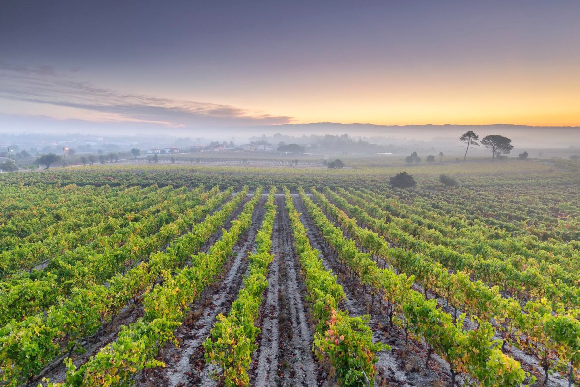 Jamie Goode on Bairrada, the rising star of Portuguese wine