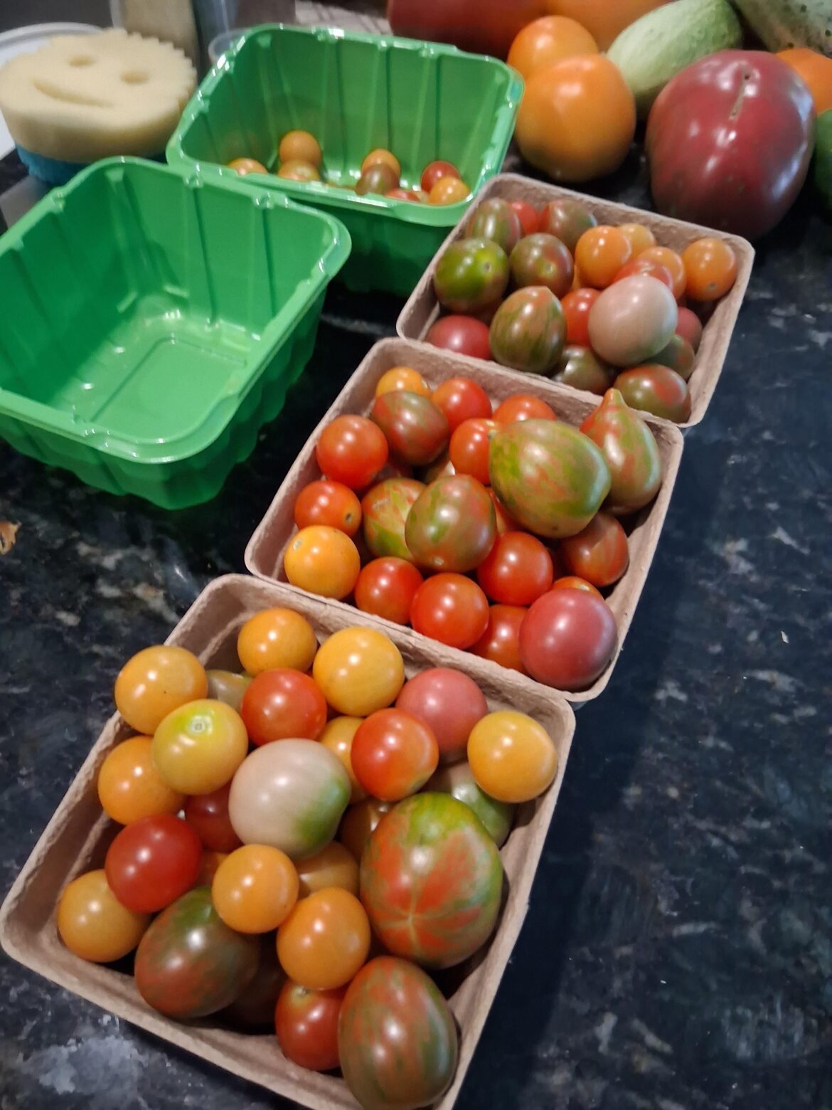 Tomato haul