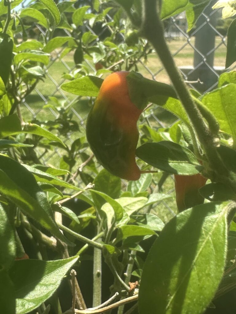 What are these peppers? What are these peppers?