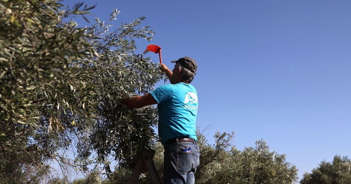 Chaos in Greece as olive oil crisis threatens huge shortage | World | News
