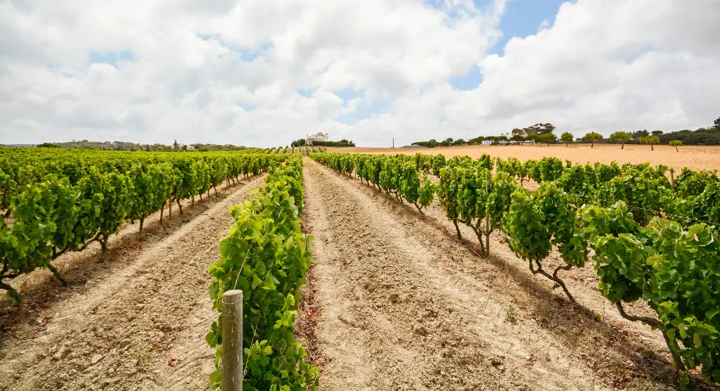 A vineyard in Évora, Portugal