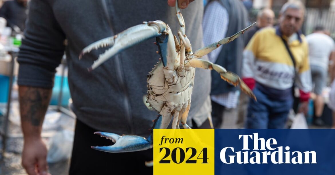 ‘Anything can be edible’: how Italians are making a meal of invasive crabs | Seafood ‘Anything can be edible’: how Italians are making a meal of invasive crabs | Seafood