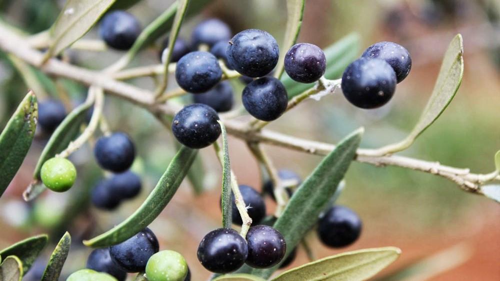 Olive O’clock time