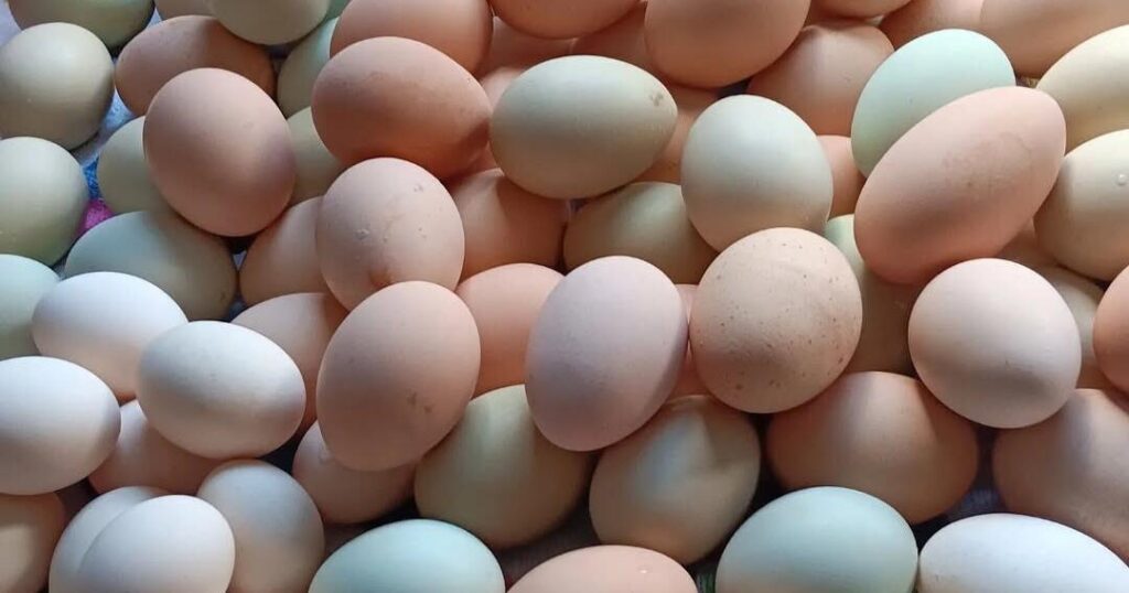 Amish Kitchen: Lovina enjoys church under a tent | Recipes