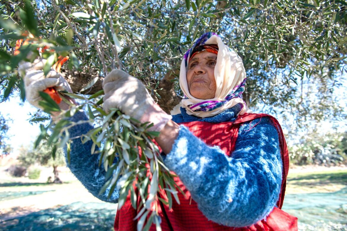 A worker in Zaghouan, Tunisia, harvesting olives. Olive oil exports to the US were worth $223m in 2023