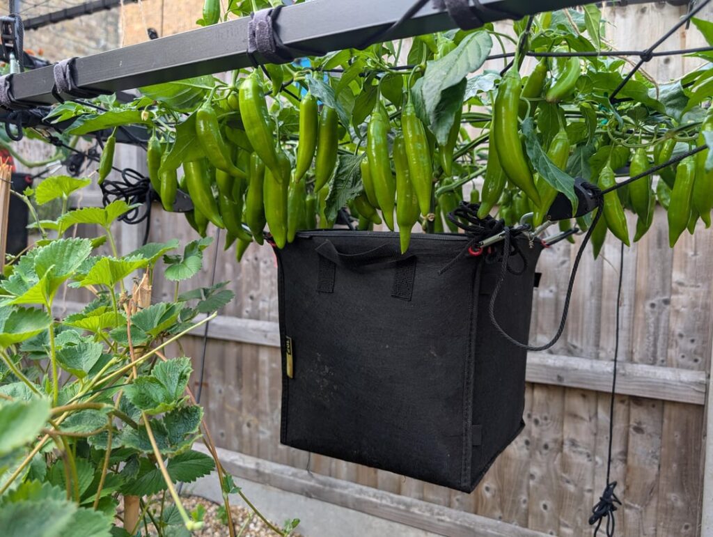 I Scrogged a Pepper Plant! This thing is wild.