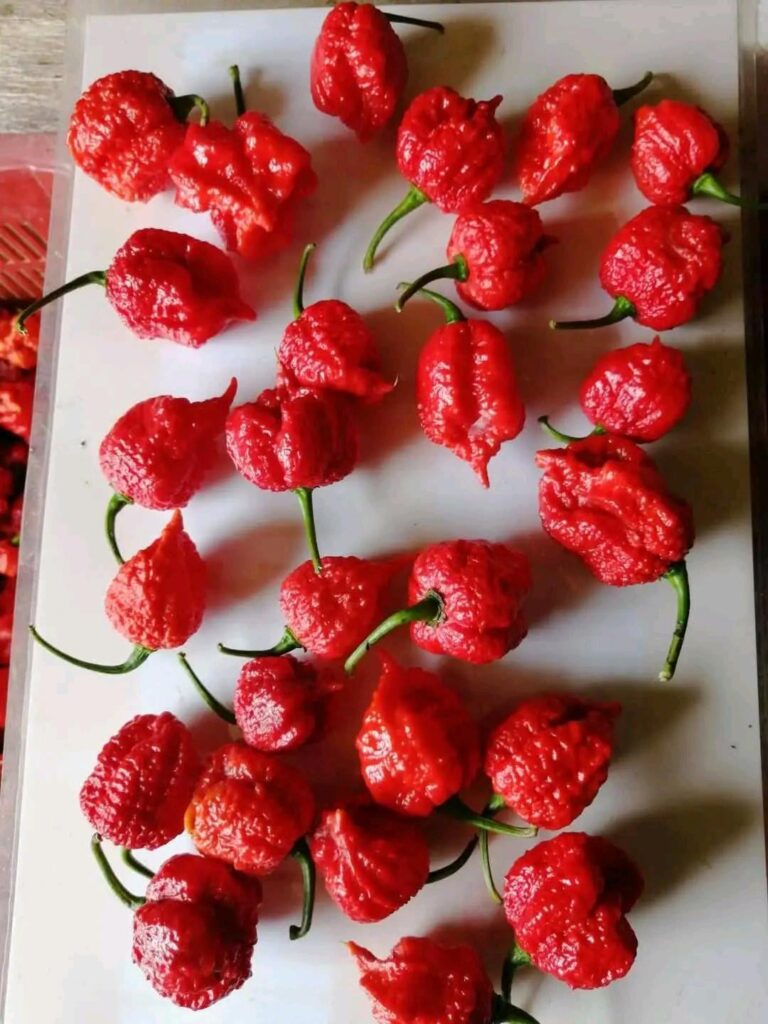 Is this carolina reaper?