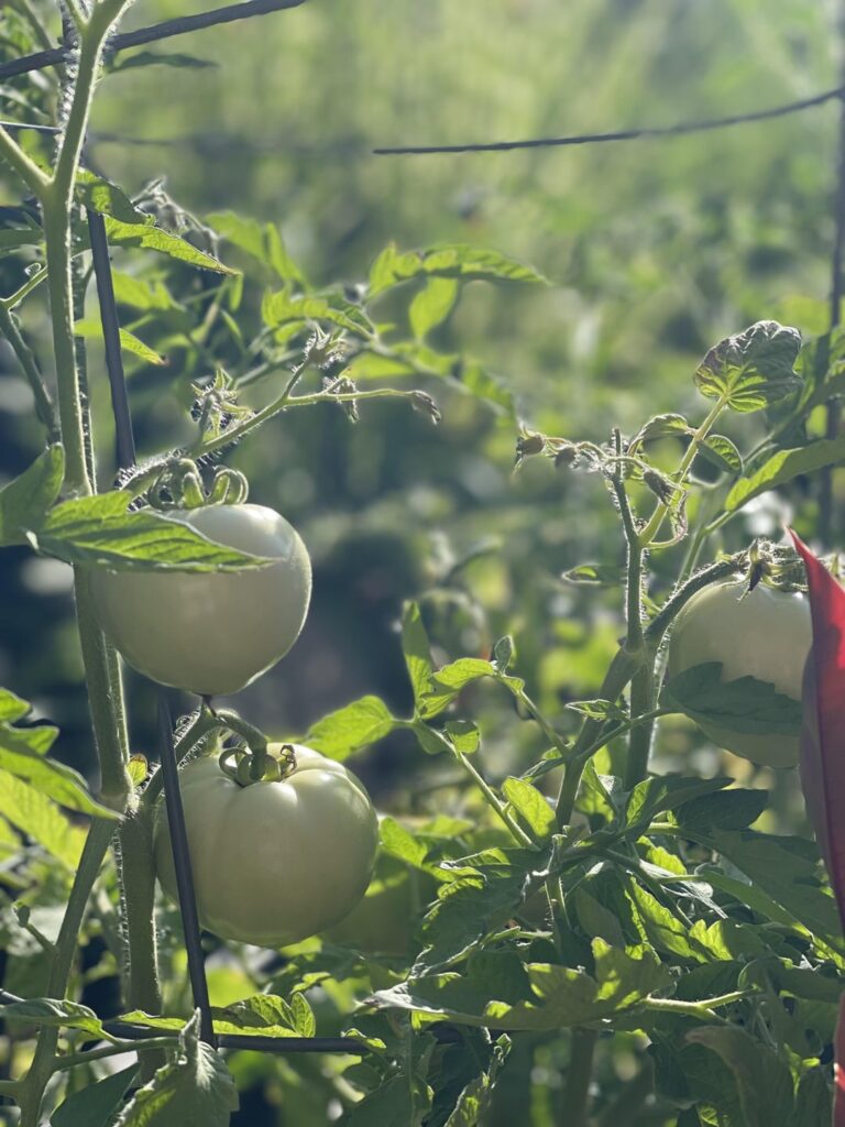 R/tomatoes.            Going to be a good year for salsa!